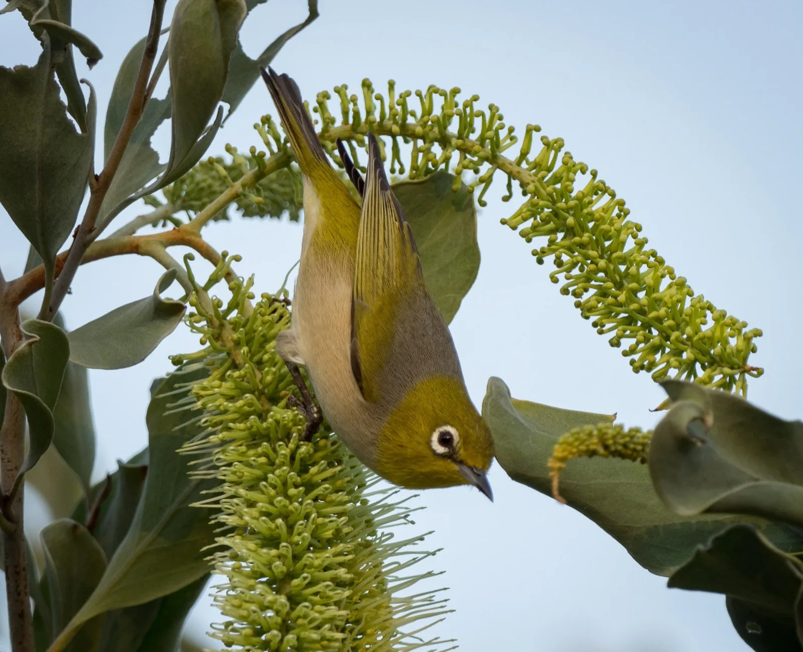 Silvereye