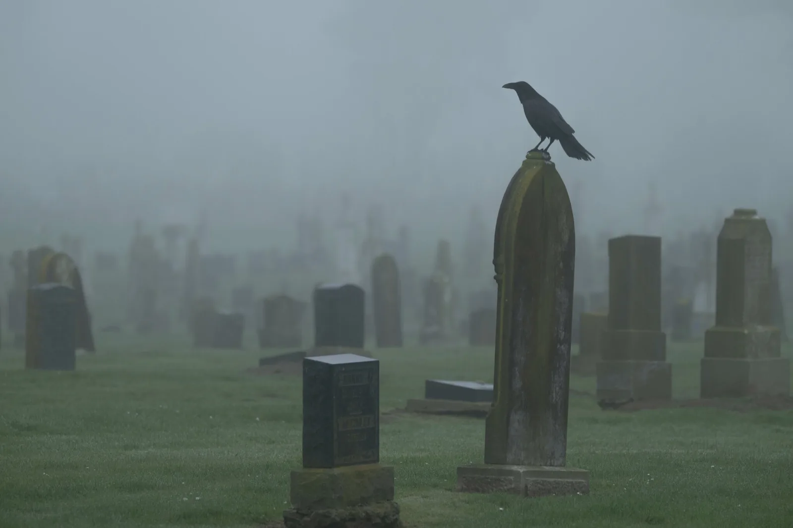 Common Raven