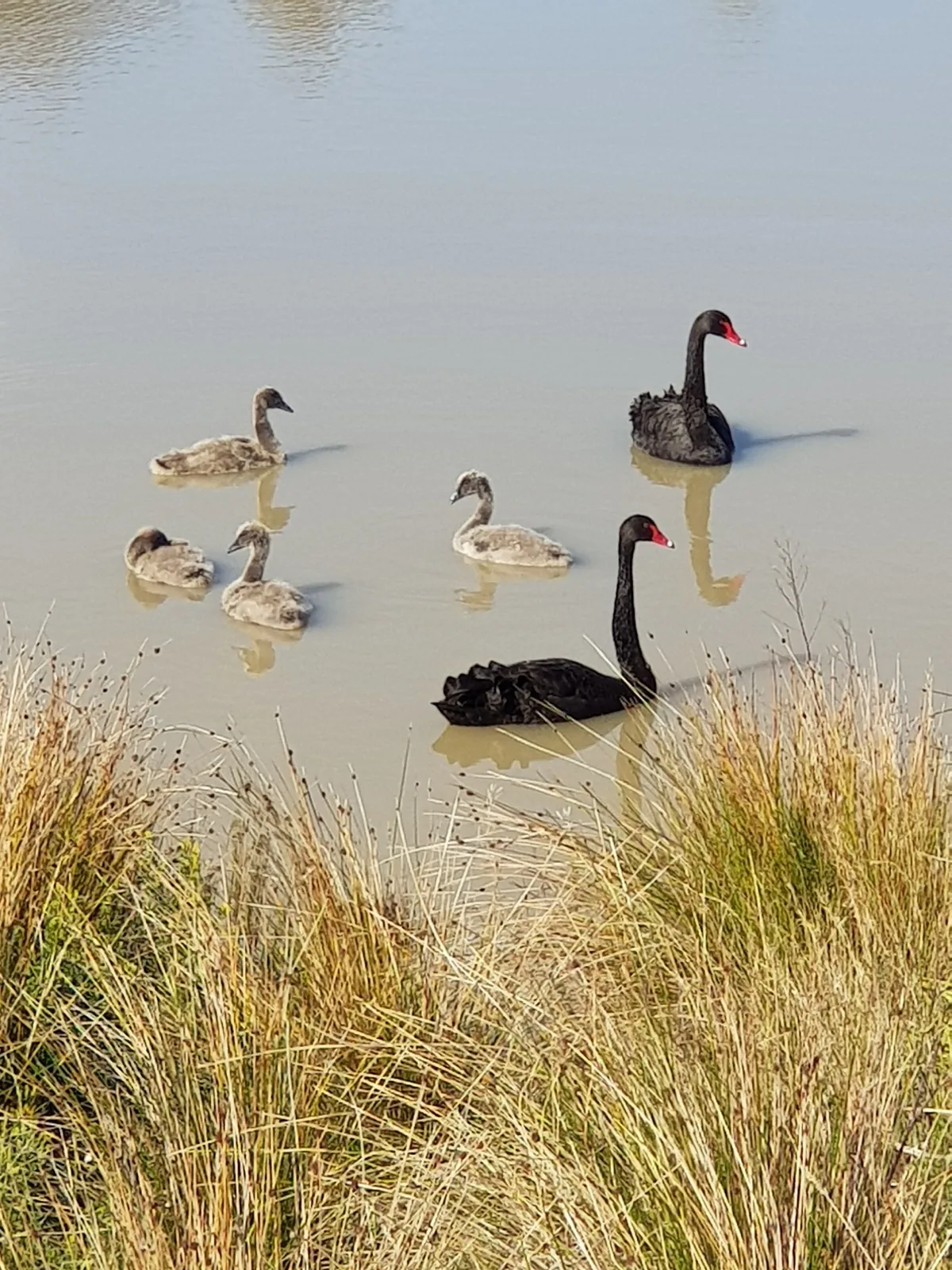 Black Swan