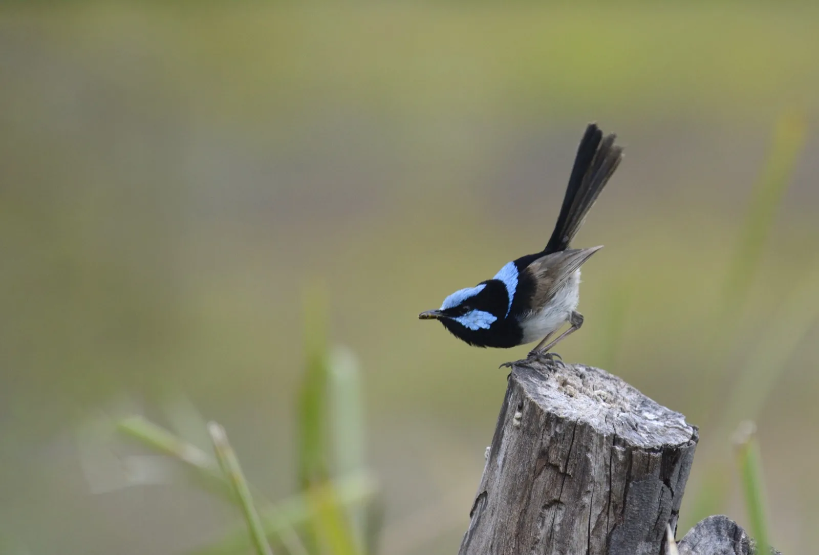 Superb Fairy-wren