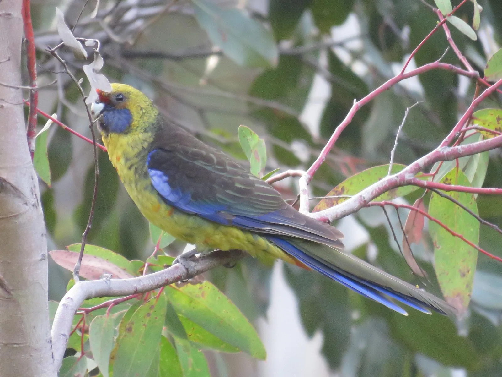 Green Rosella