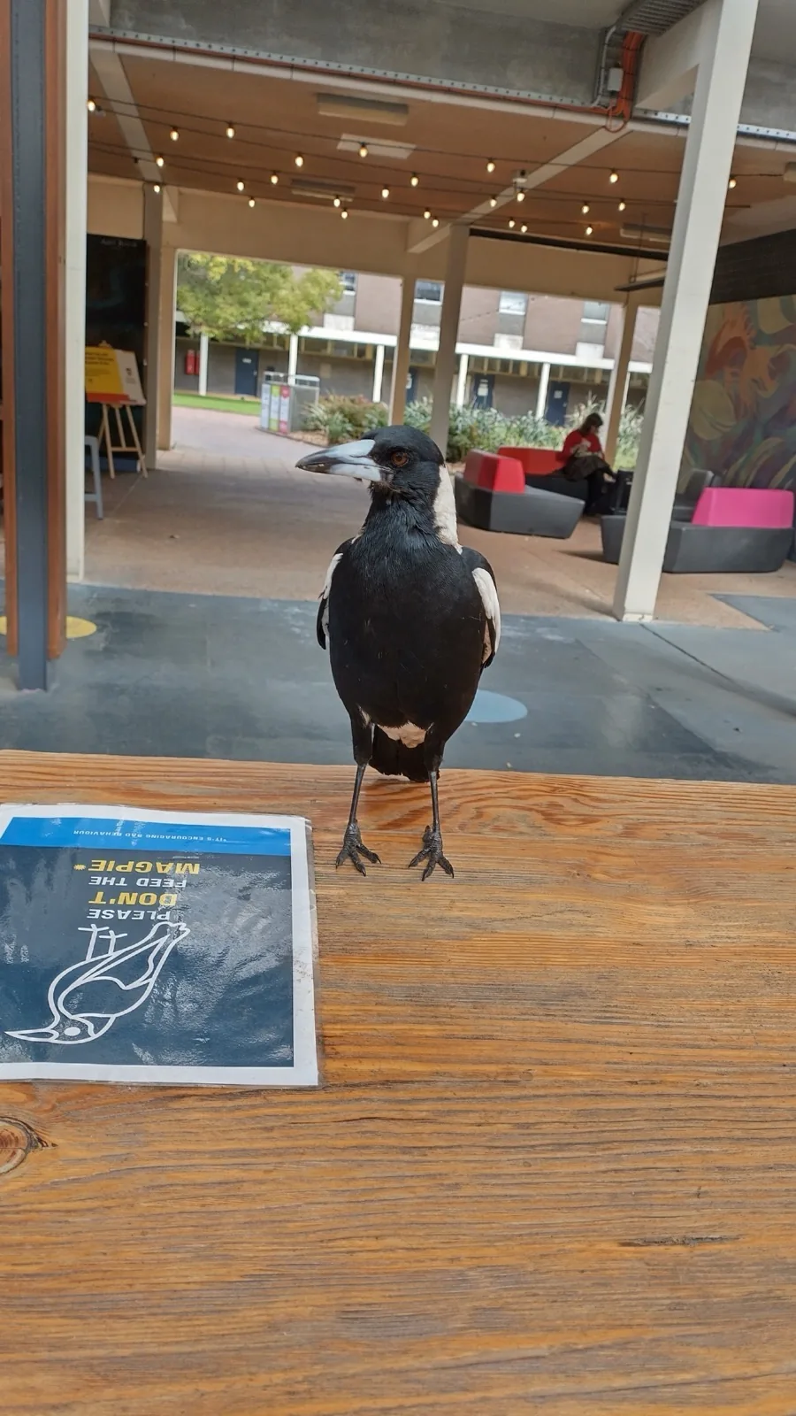Australian Magpie