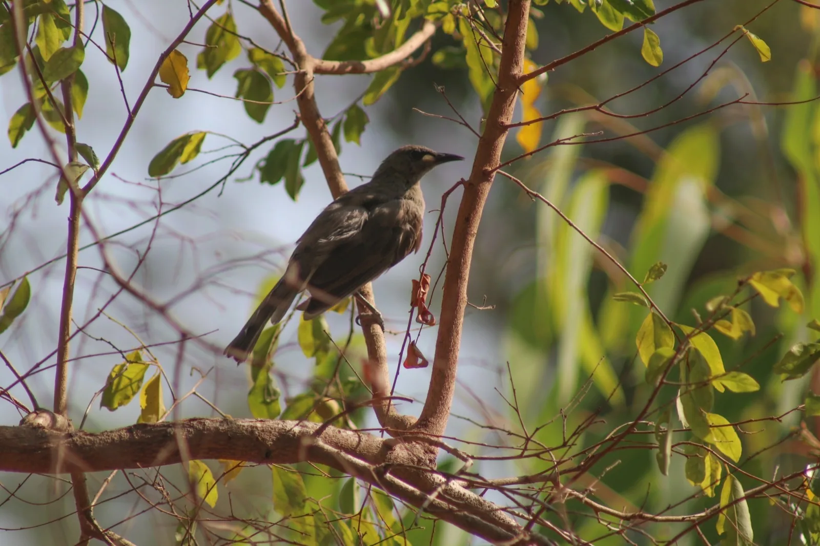 White-gaped Honeyeater