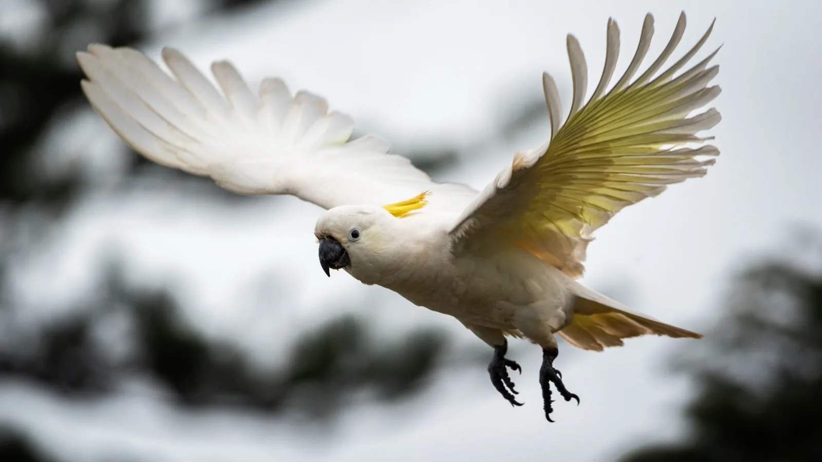 Sulphur-crested Cockatoo