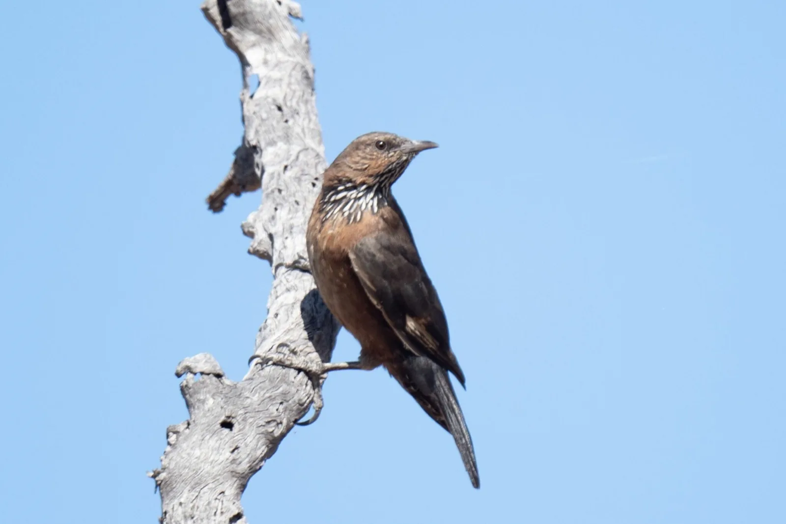 Black-tailed Treecreeper