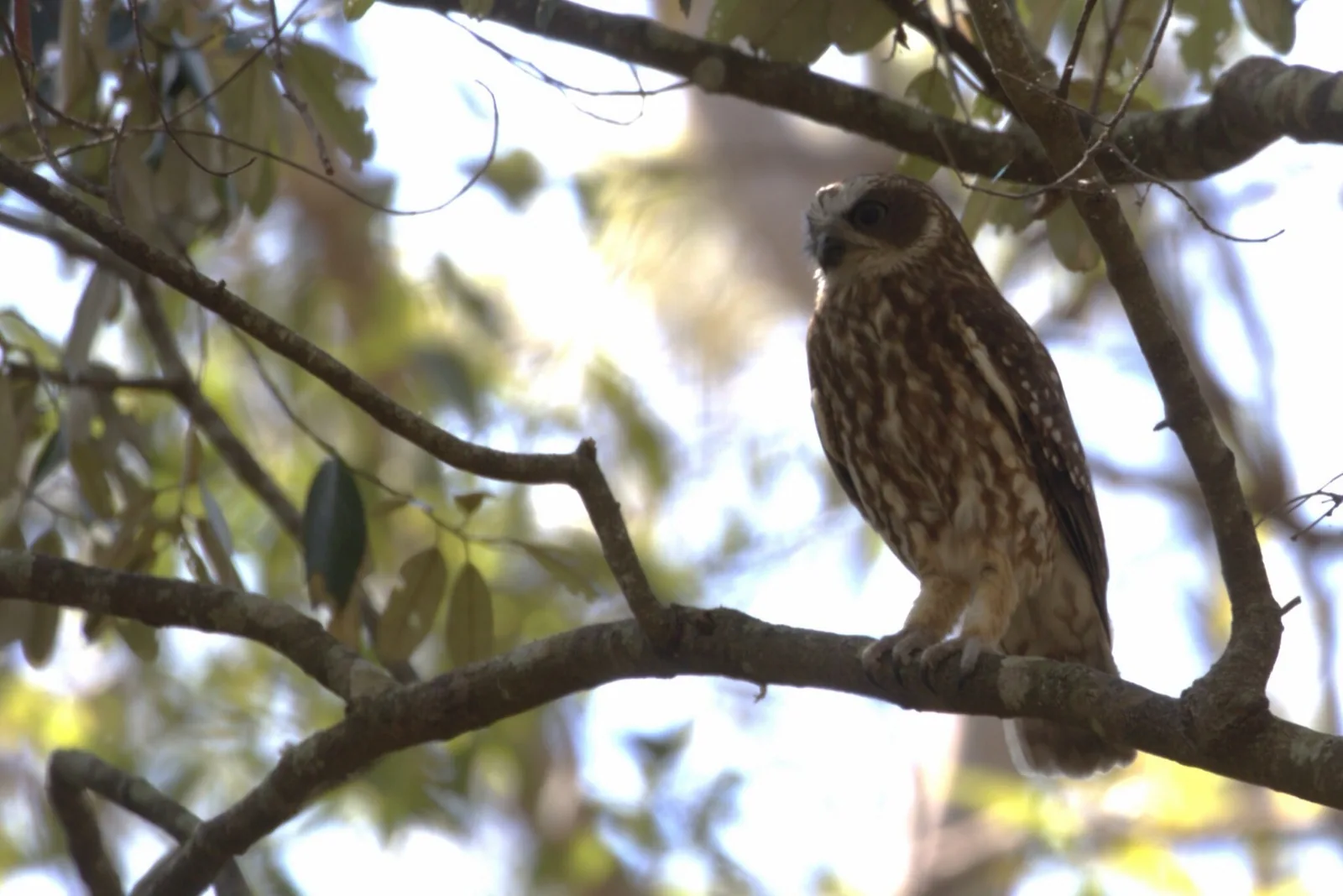 Southern Boobook