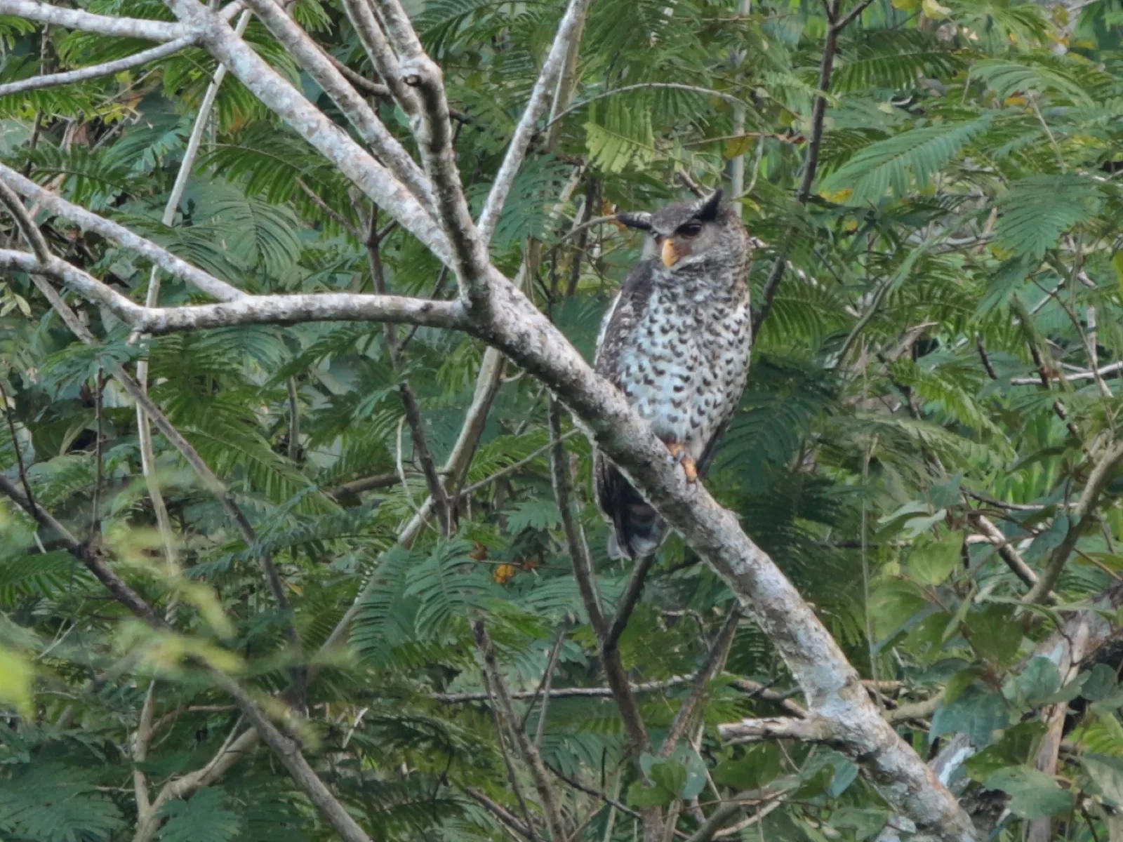 Spot-bellied Eagle-Owl