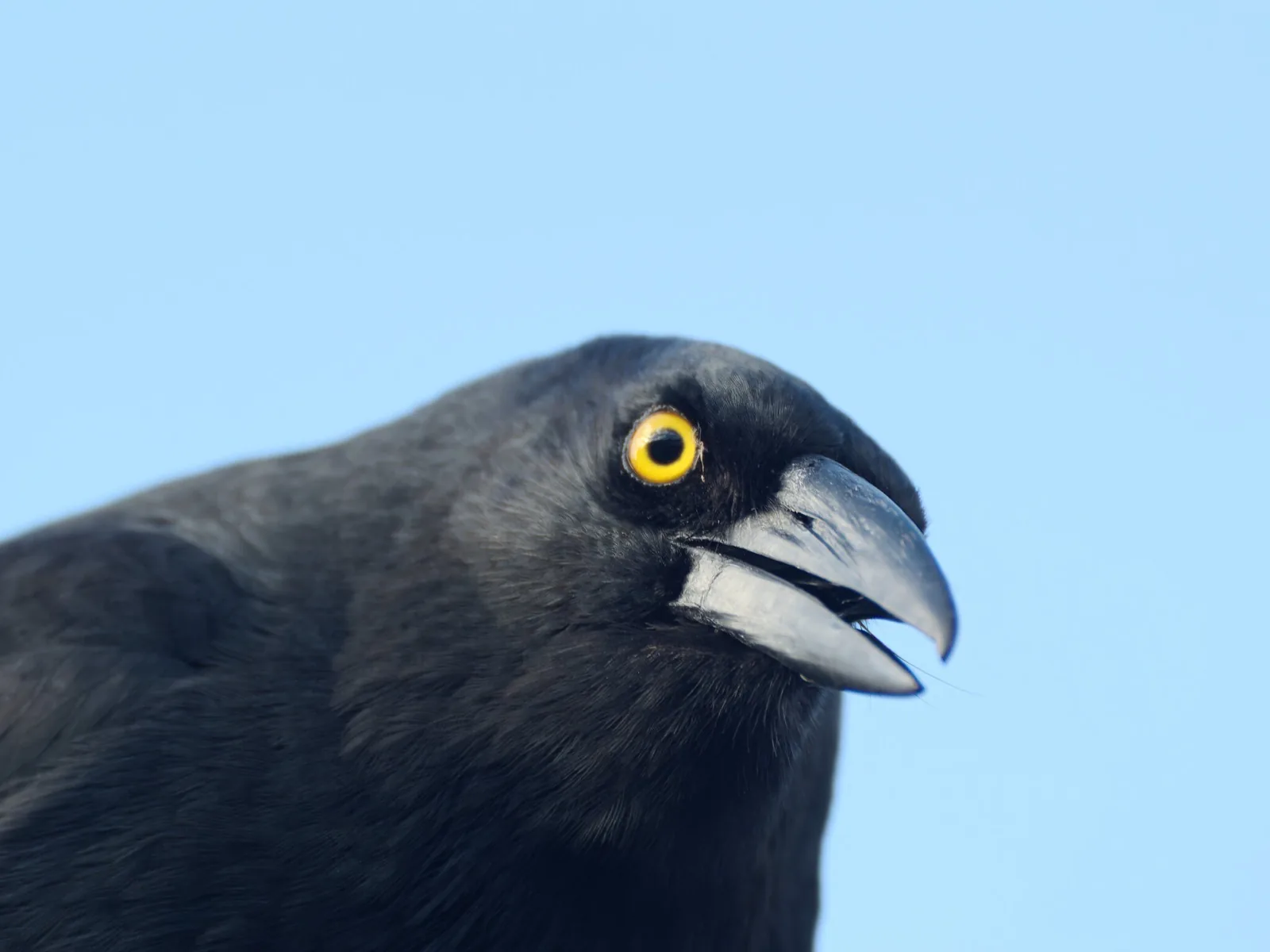 Pied Currawong