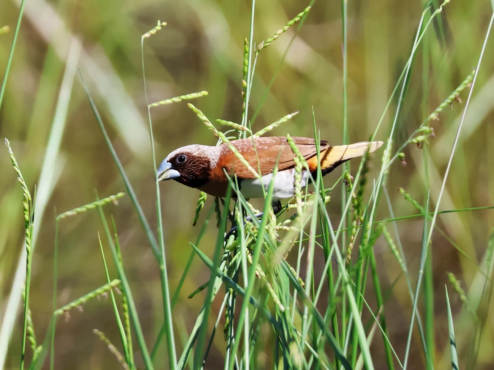 Chestnut-breasted Mannikin