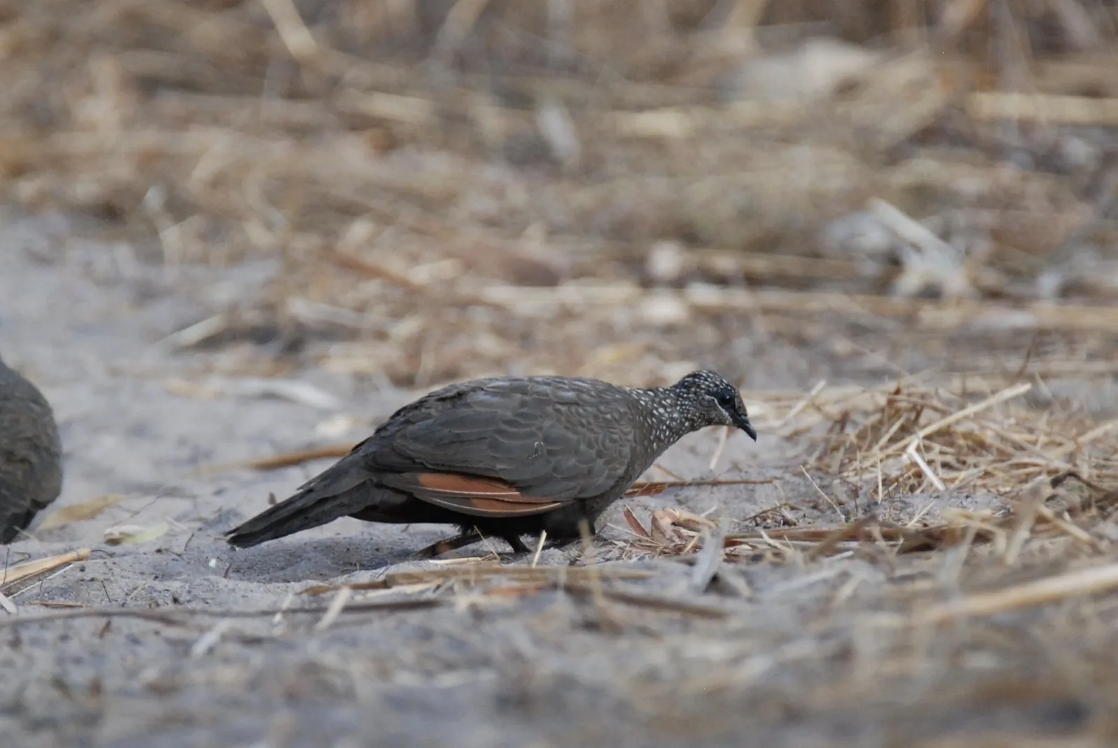 Chestnut-quilled Rock-Pigeon