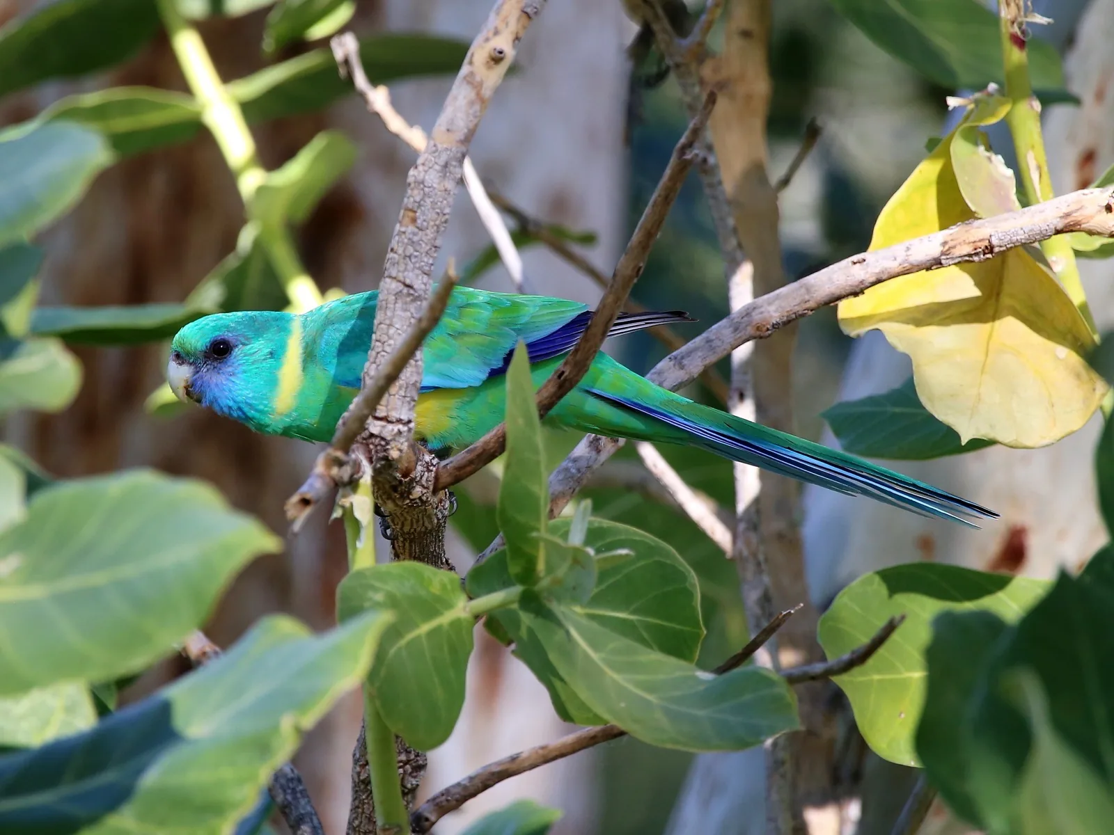 Australian Ringneck