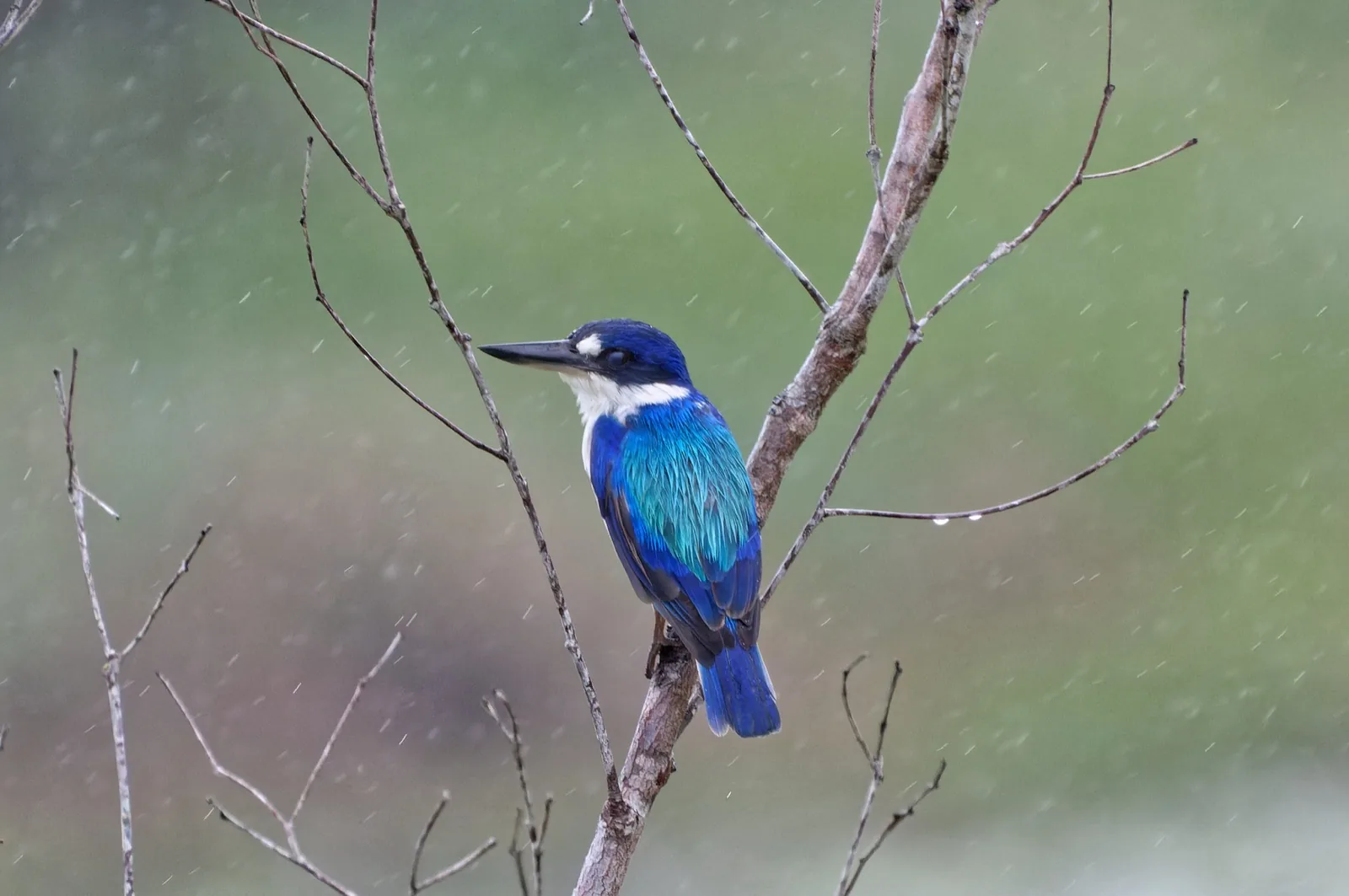 Forest Kingfisher