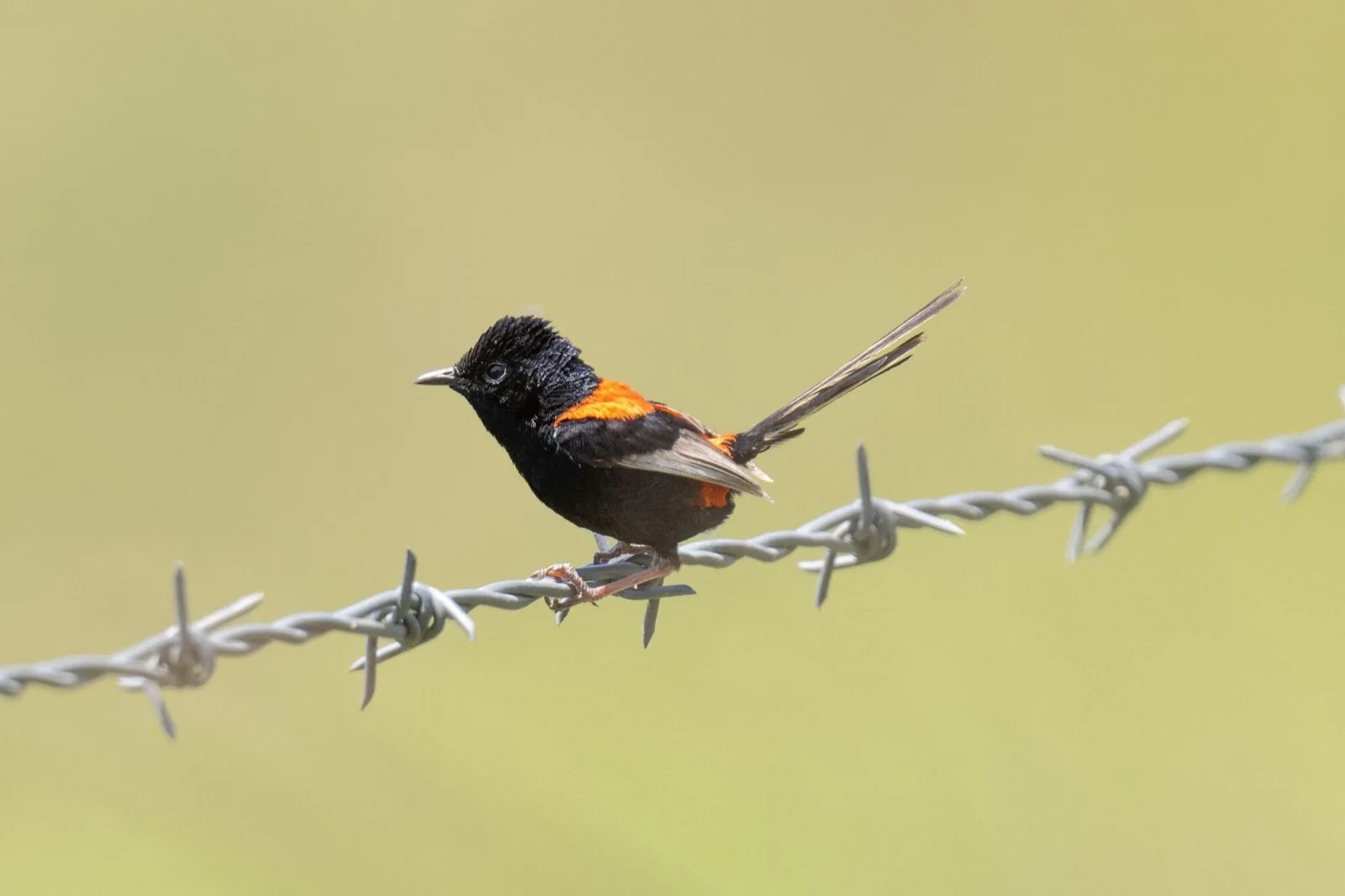 Red-backed Fairy-wren