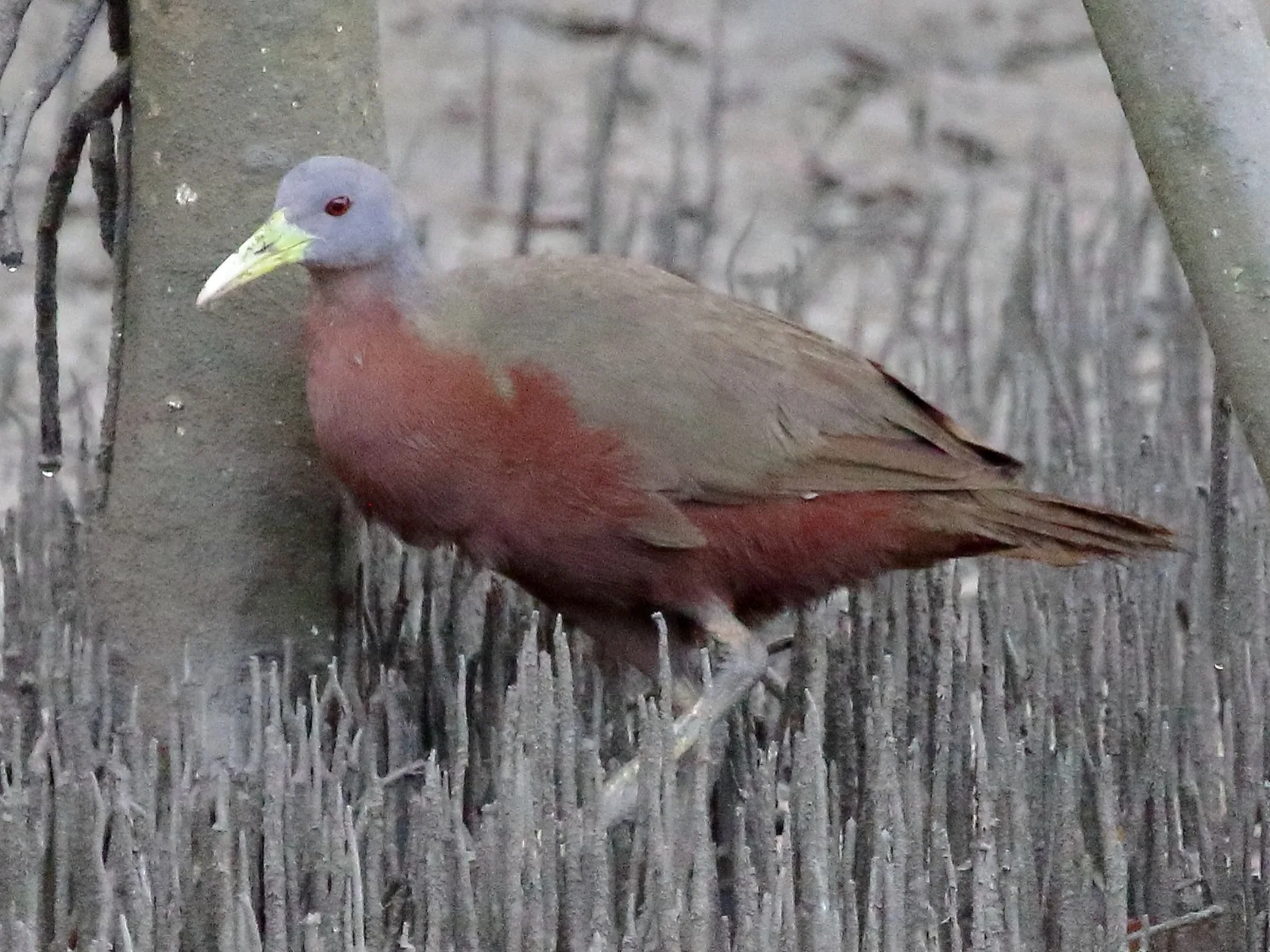 Chestnut Rail