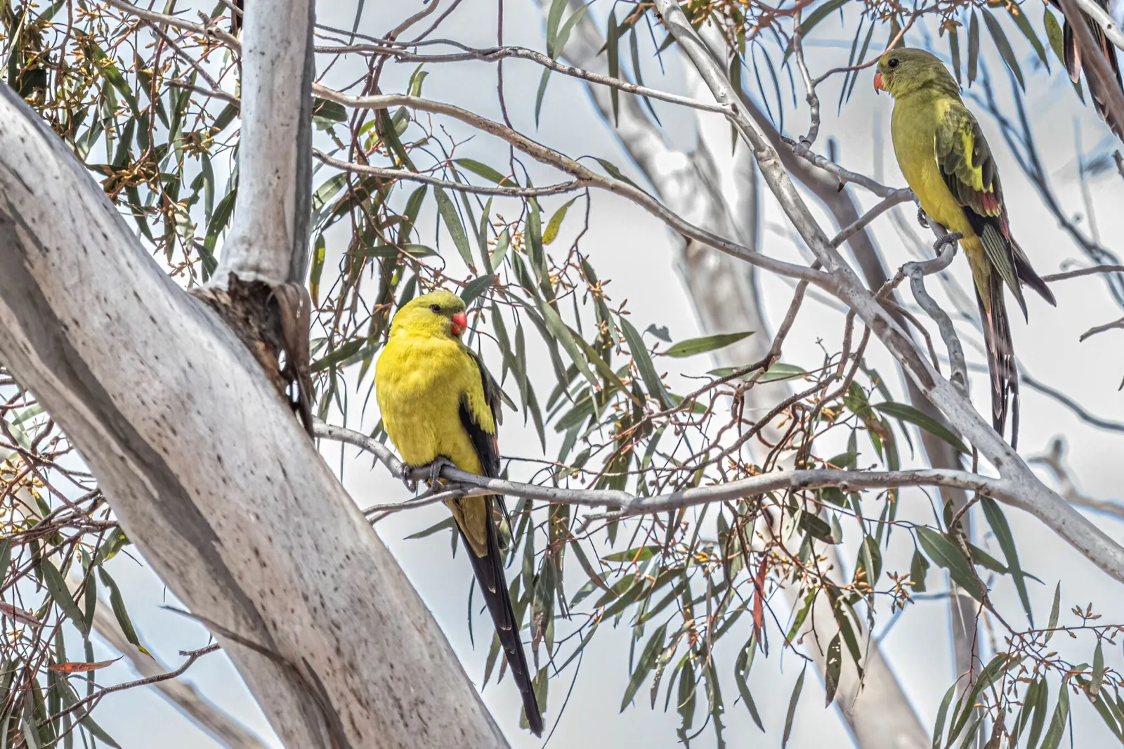 Regent Parrot