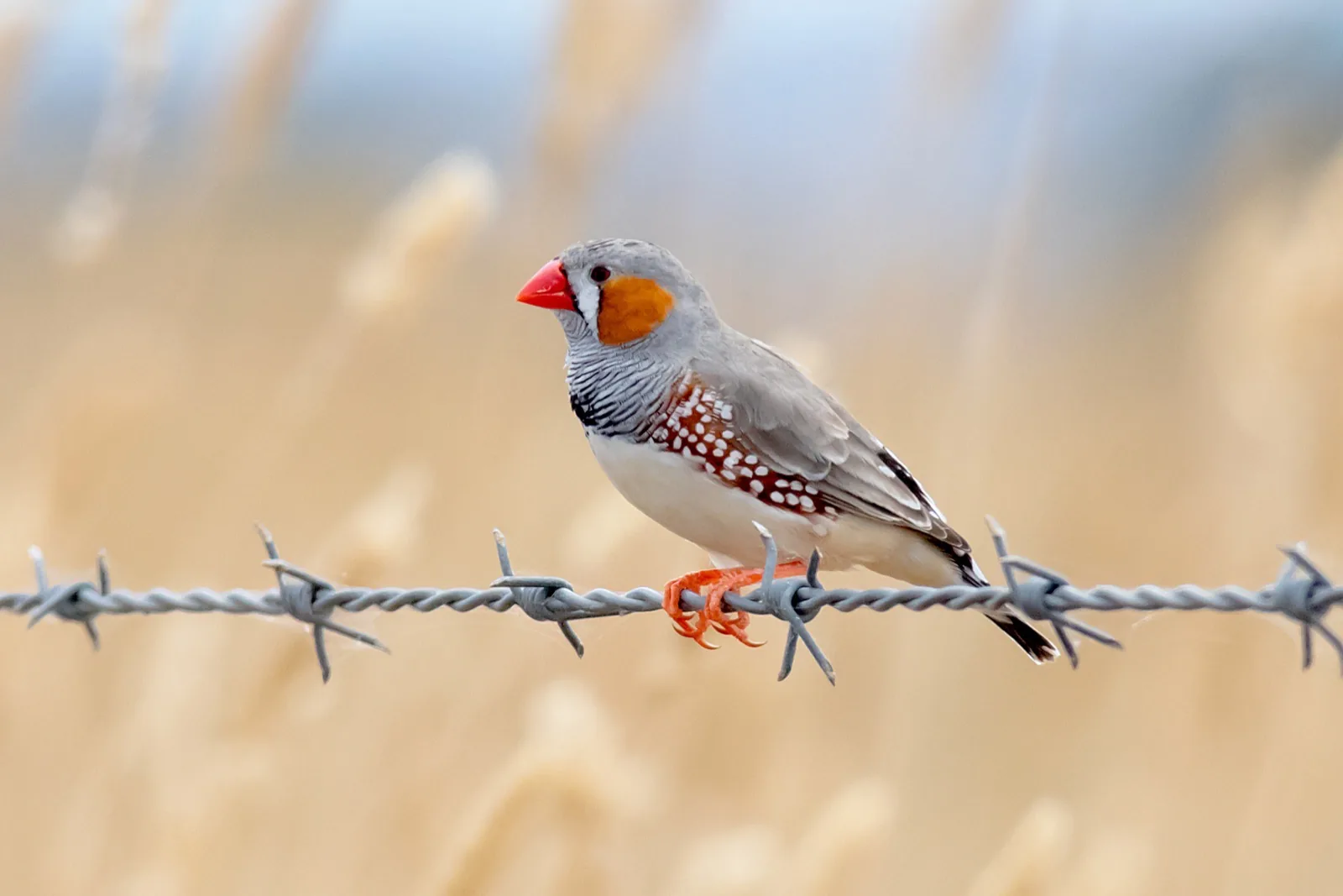 Zebra Finch