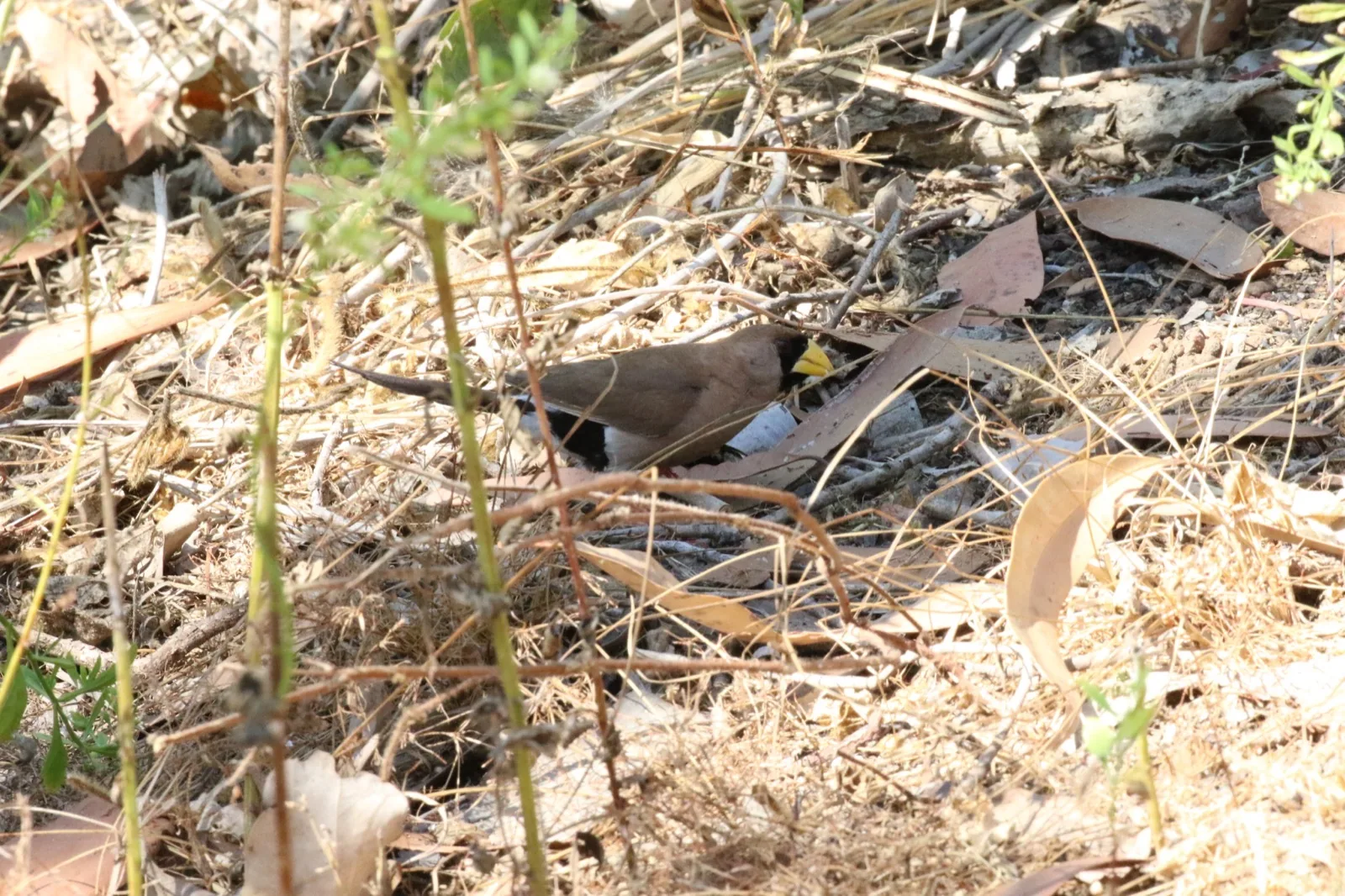 Masked Finch