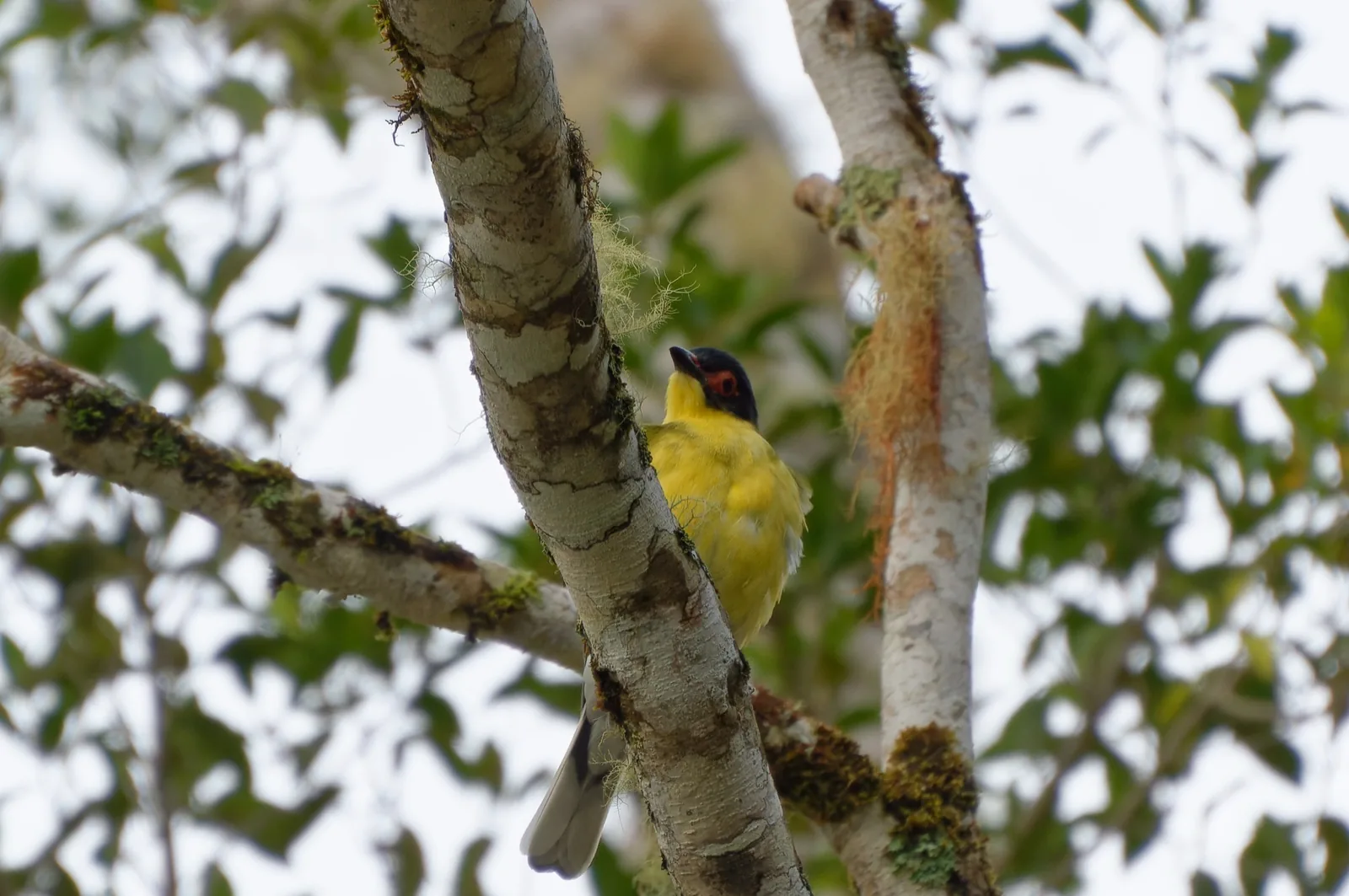Australasian Figbird