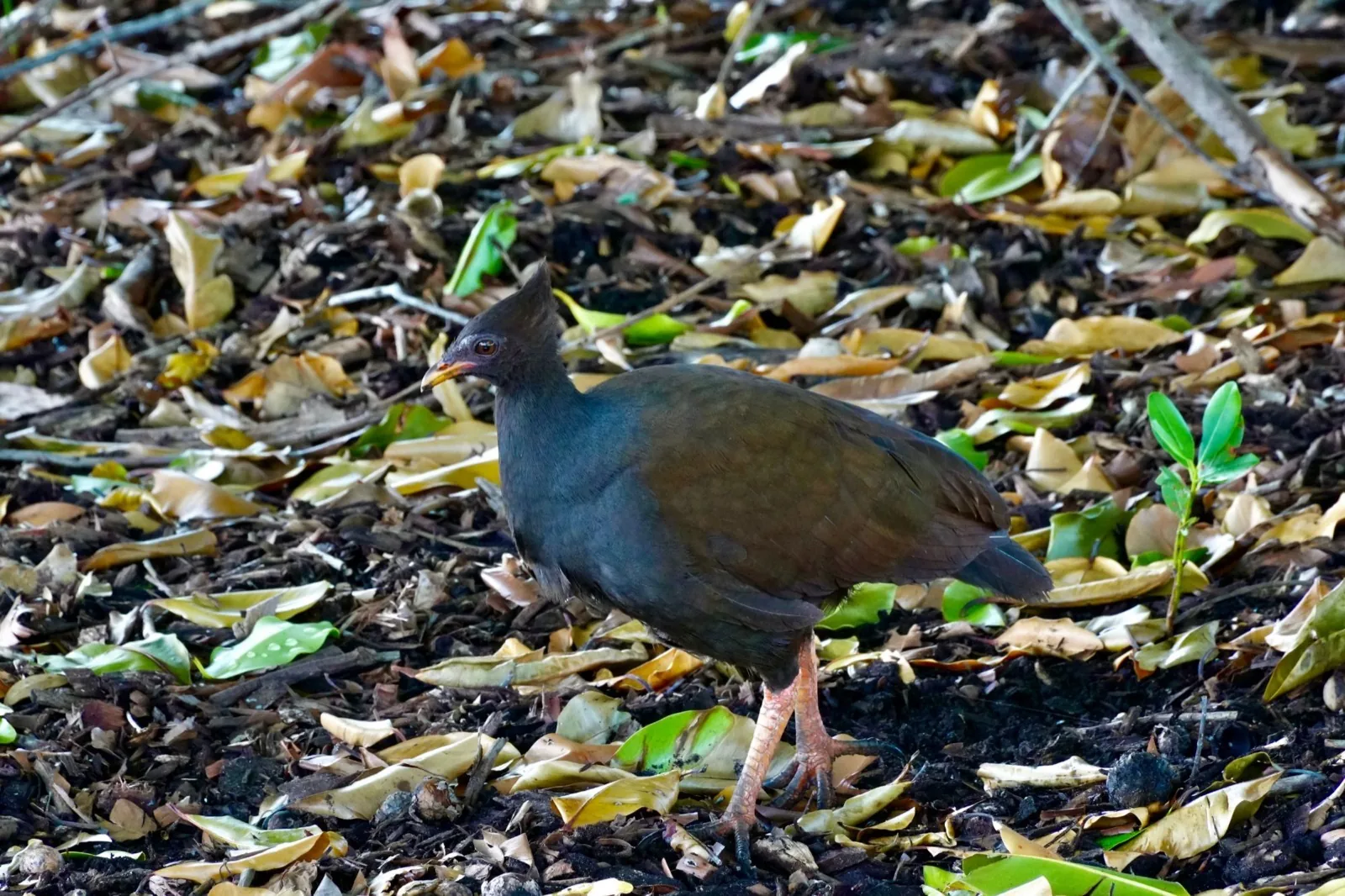 Orange-footed Scrubfowl