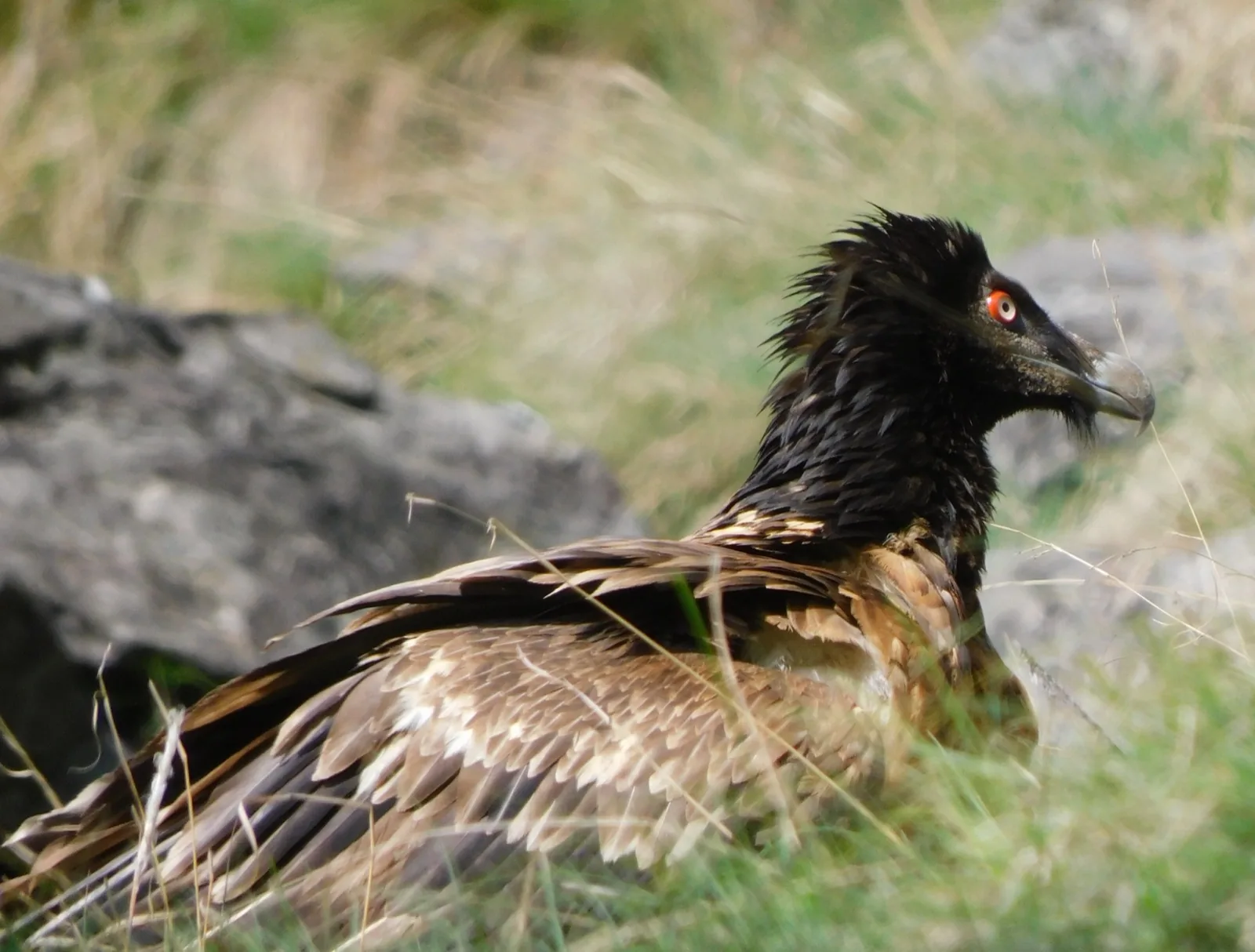 Bearded Vulture