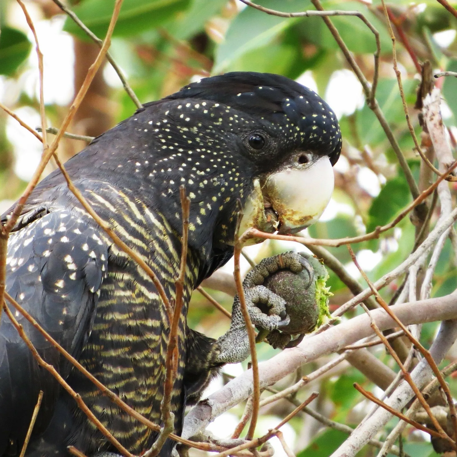 Red-tailed Black-Cockatoo