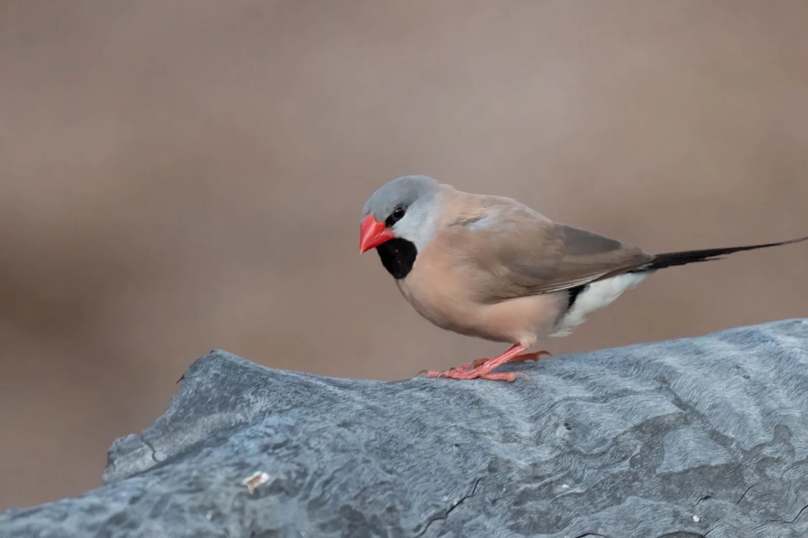 Long-tailed Finch