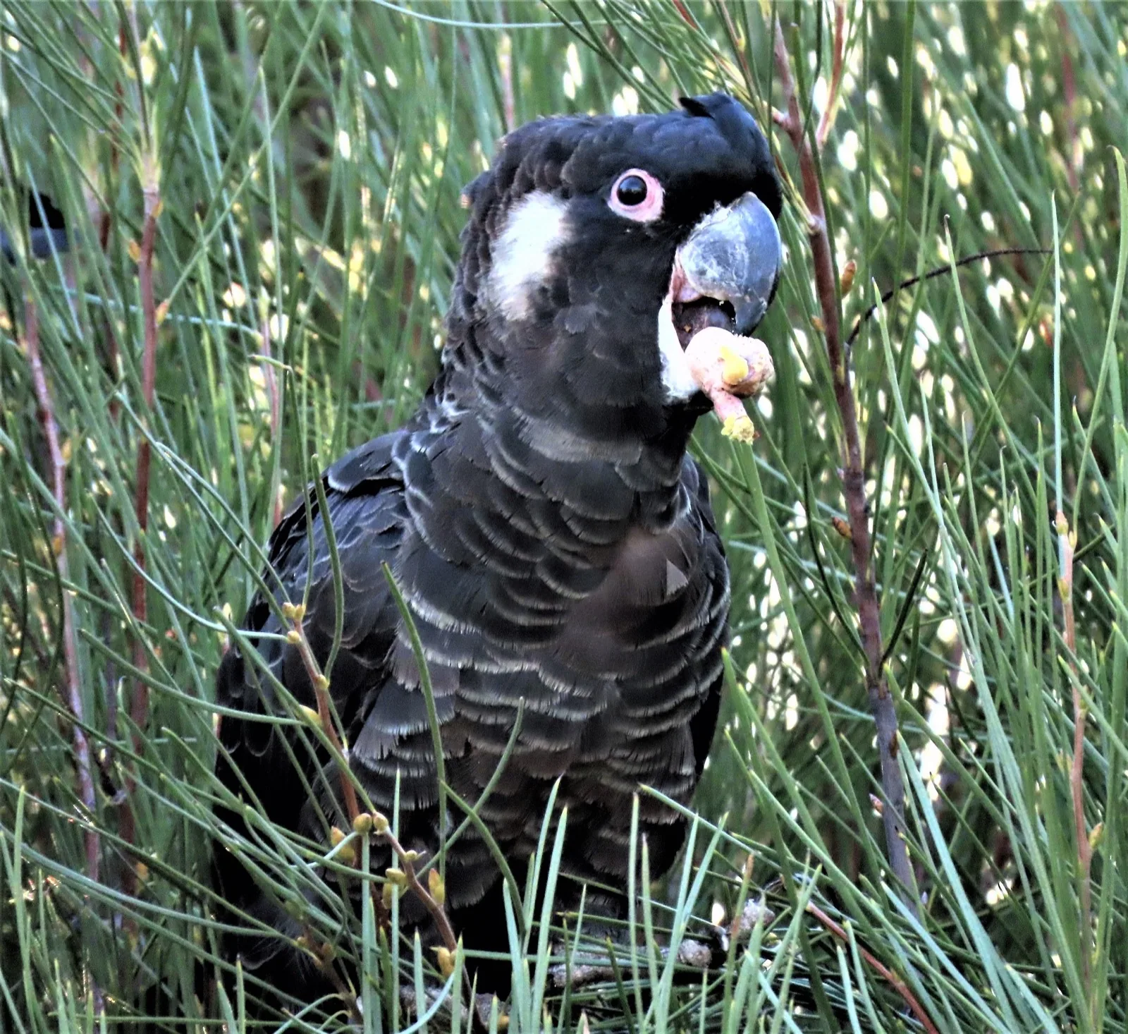 Carnaby's Black-Cockatoo