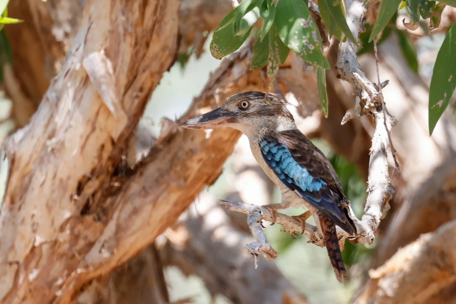 Blue-winged Kookaburra