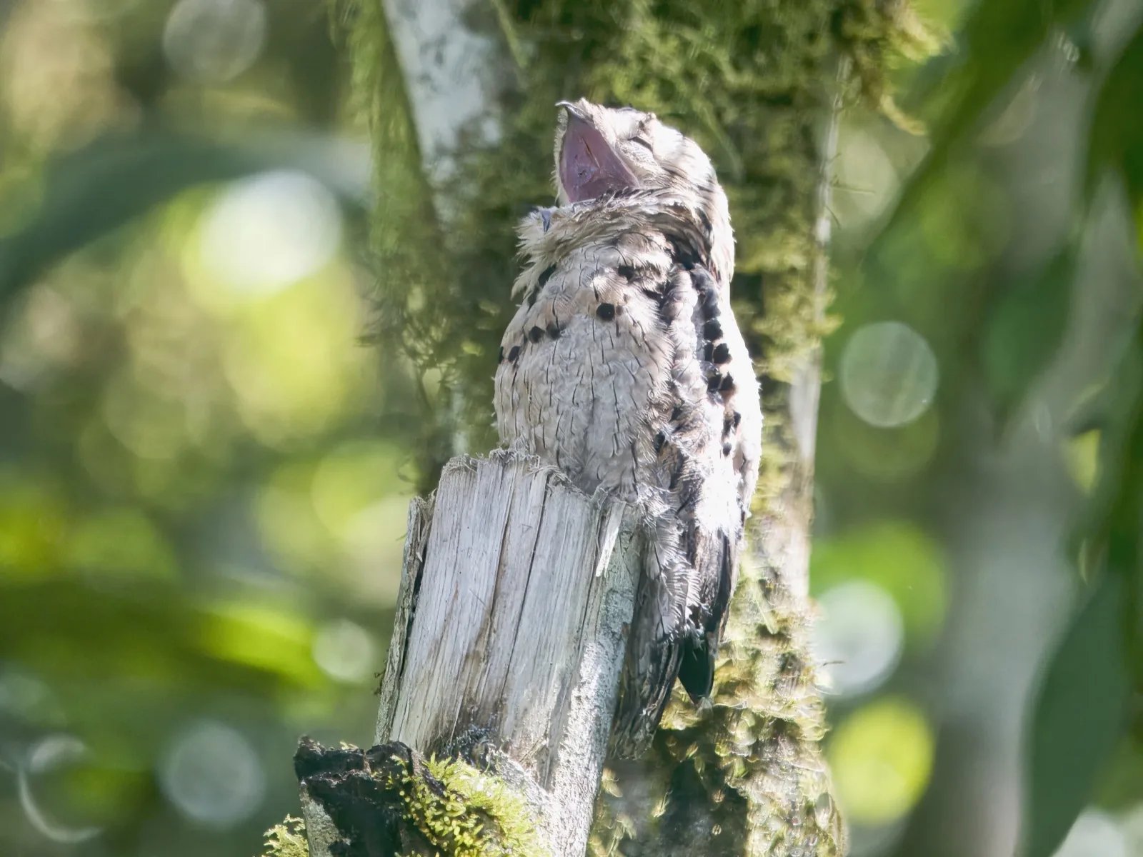 Common Potoo
