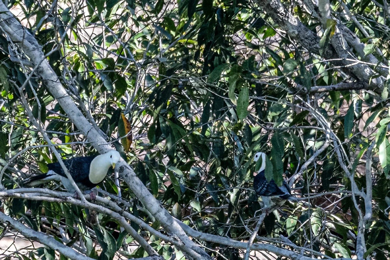 Black-banded Fruit-Dove