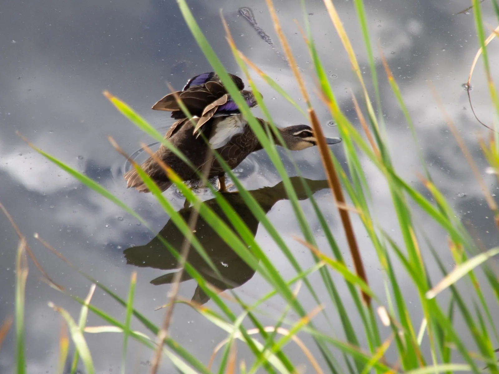 Pacific Black Duck