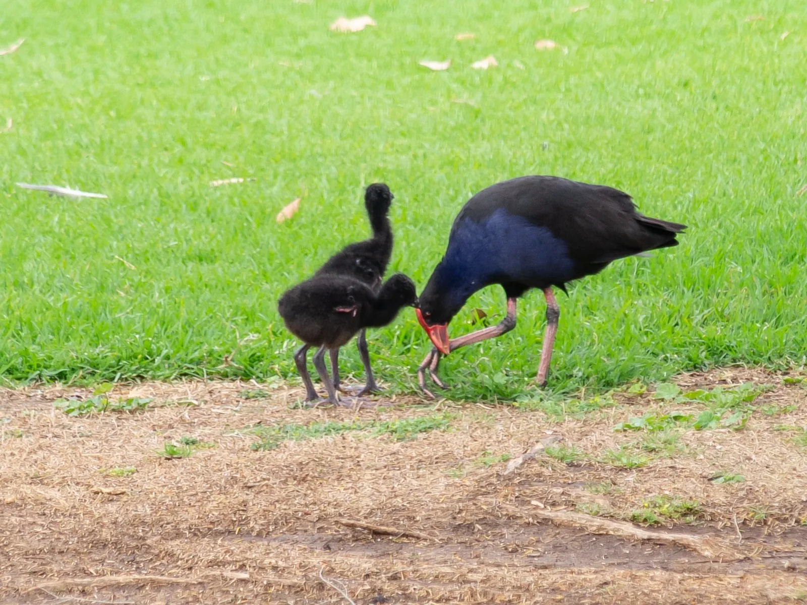 Purple Swamphen