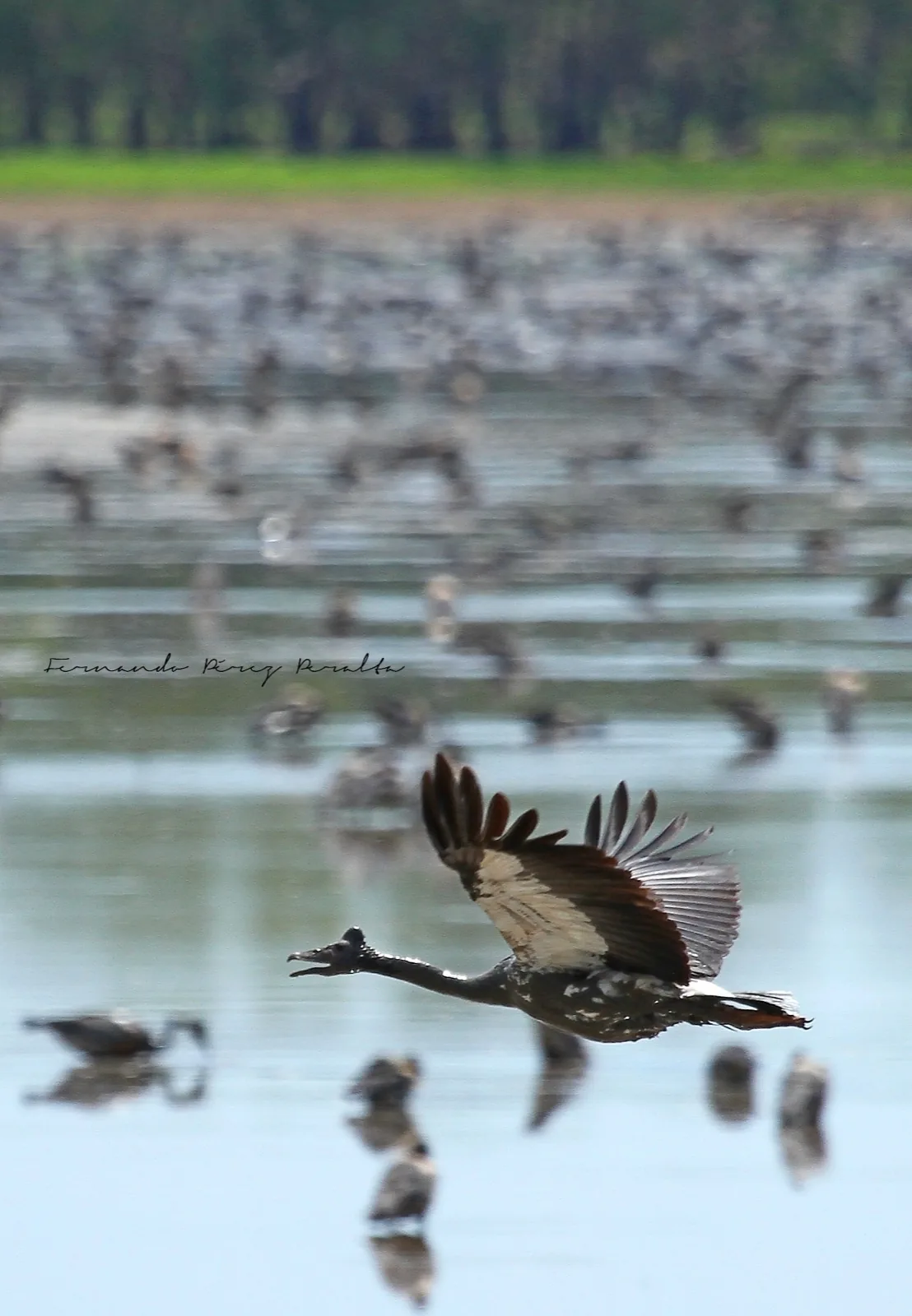 Magpie Goose