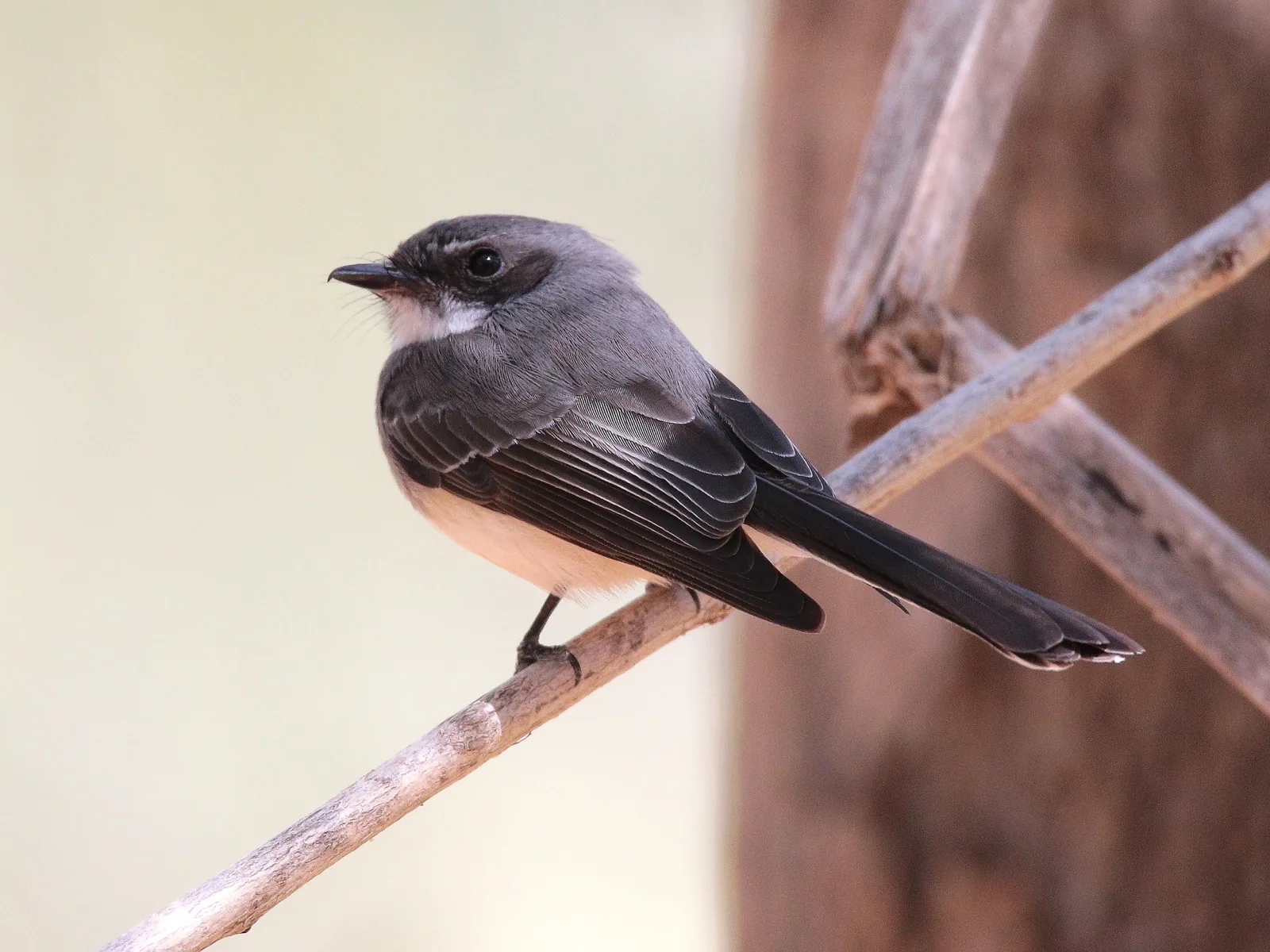 Northern Fantail