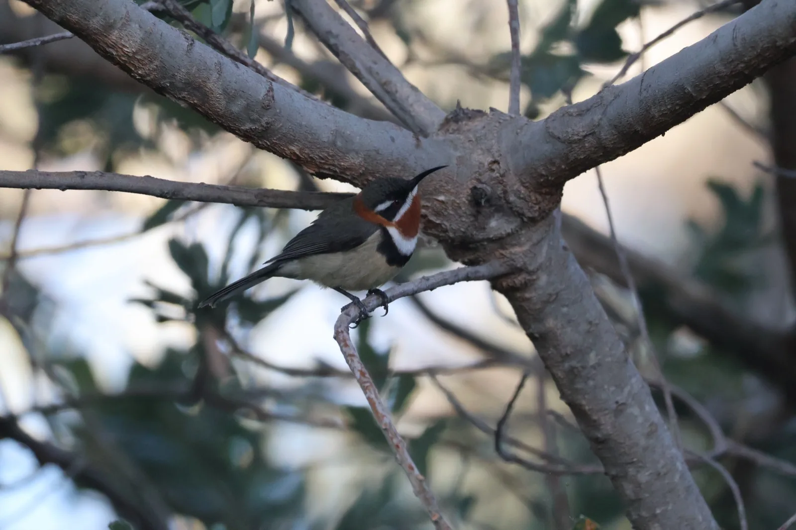 Western Spinebill