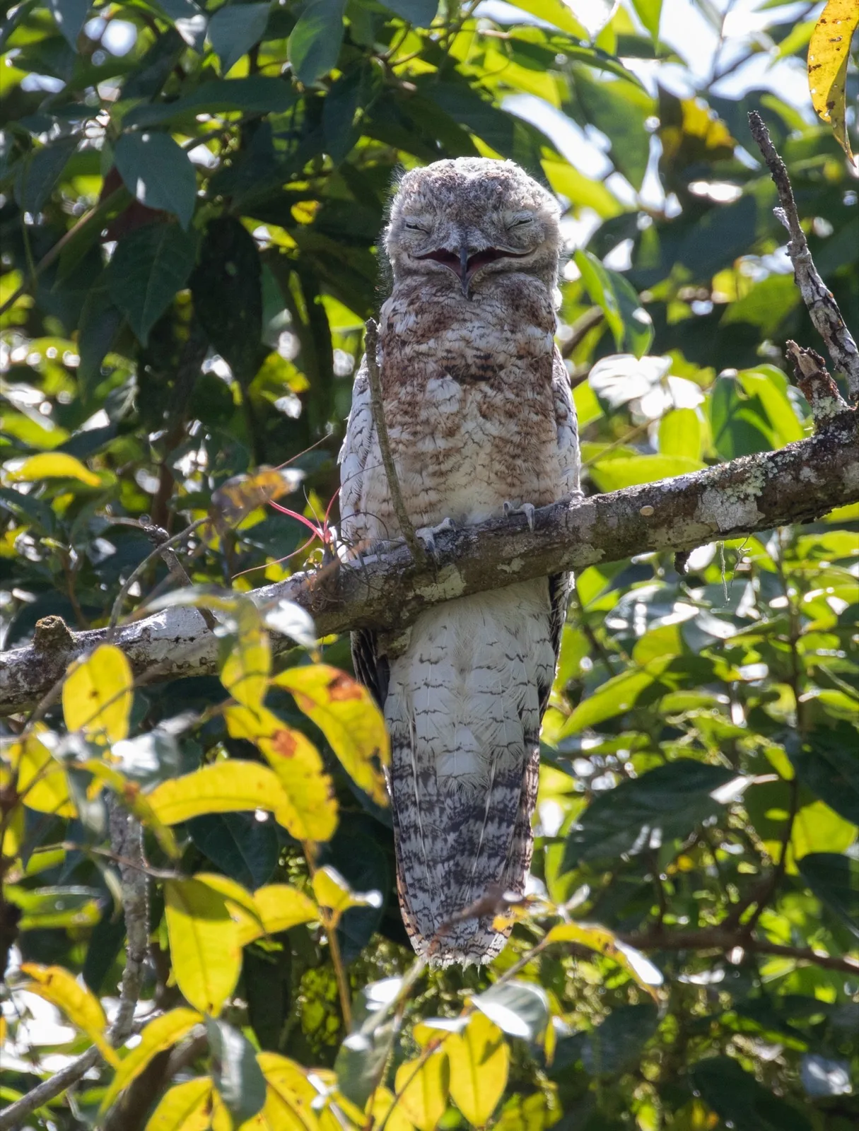 Great Potoo