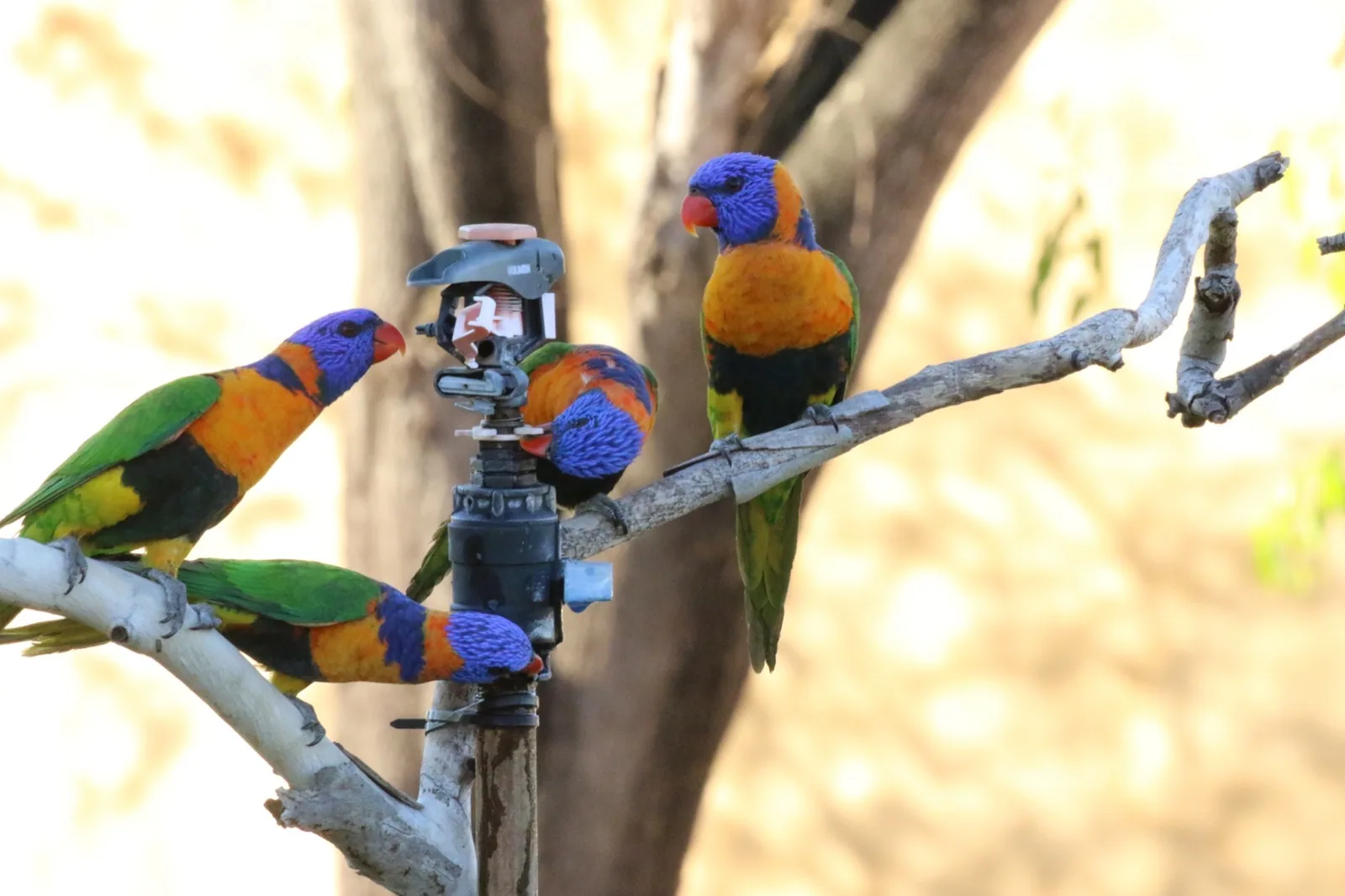 Red-collared Lorikeet