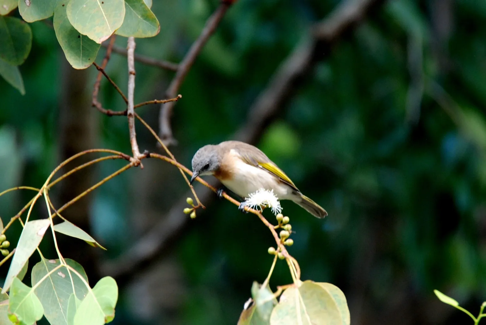 Rufous-banded Honeyeater