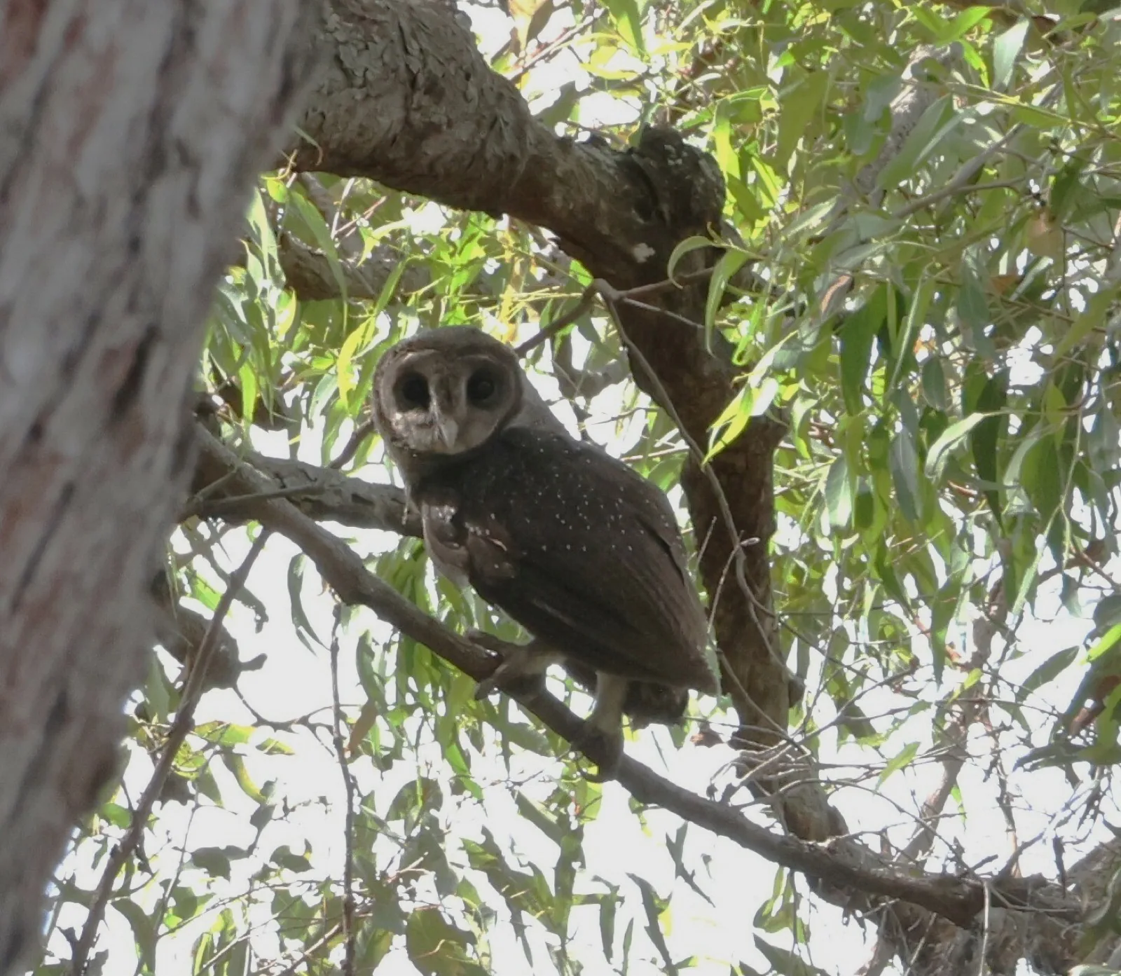 Greater Sooty Owl